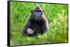 Sulawesi black macaque suckling infant, Indonesia-Nick Garbutt-Framed Stretched Canvas