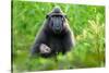 Sulawesi black macaque suckling infant, Indonesia-Nick Garbutt-Stretched Canvas