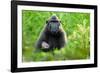 Sulawesi black macaque suckling infant, Indonesia-Nick Garbutt-Framed Photographic Print