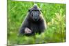 Sulawesi black macaque suckling infant, Indonesia-Nick Garbutt-Mounted Photographic Print