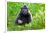 Sulawesi black macaque suckling infant, Indonesia-Nick Garbutt-Framed Photographic Print