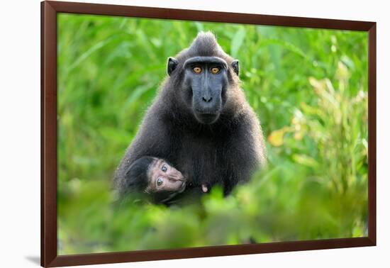 Sulawesi black macaque suckling infant, Indonesia-Nick Garbutt-Framed Photographic Print