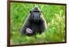 Sulawesi black macaque suckling infant, Indonesia-Nick Garbutt-Framed Photographic Print