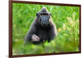 Sulawesi black macaque suckling infant, Indonesia-Nick Garbutt-Framed Photographic Print