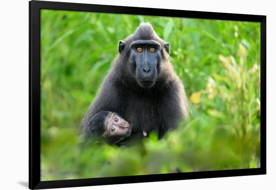 Sulawesi black macaque suckling infant, Indonesia-Nick Garbutt-Framed Photographic Print