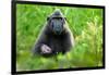 Sulawesi black macaque suckling infant, Indonesia-Nick Garbutt-Framed Photographic Print