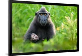 Sulawesi black macaque suckling infant, Indonesia-Nick Garbutt-Framed Photographic Print