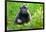 Sulawesi black macaque suckling infant, Indonesia-Nick Garbutt-Framed Photographic Print