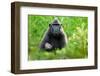 Sulawesi black macaque suckling infant, Indonesia-Nick Garbutt-Framed Photographic Print