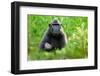 Sulawesi black macaque suckling infant, Indonesia-Nick Garbutt-Framed Photographic Print