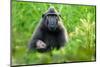 Sulawesi black macaque suckling infant, Indonesia-Nick Garbutt-Mounted Photographic Print