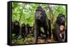 Sulawesi black macaque troop in forest, Indonesia-Nick Garbutt-Framed Stretched Canvas