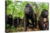 Sulawesi black macaque troop in forest, Indonesia-Nick Garbutt-Stretched Canvas
