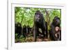 Sulawesi black macaque troop in forest, Indonesia-Nick Garbutt-Framed Photographic Print