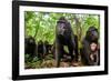 Sulawesi black macaque troop in forest, Indonesia-Nick Garbutt-Framed Photographic Print