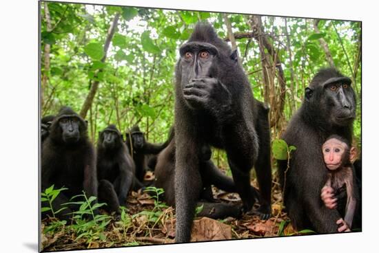 Sulawesi black macaque troop in forest, Indonesia-Nick Garbutt-Mounted Photographic Print