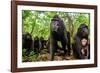 Sulawesi black macaque troop in forest, Indonesia-Nick Garbutt-Framed Photographic Print
