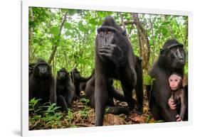 Sulawesi black macaque troop in forest, Indonesia-Nick Garbutt-Framed Photographic Print