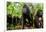 Sulawesi black macaque troop in forest, Indonesia-Nick Garbutt-Framed Photographic Print