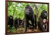 Sulawesi black macaque troop in forest, Indonesia-Nick Garbutt-Framed Photographic Print