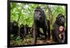 Sulawesi black macaque troop in forest, Indonesia-Nick Garbutt-Framed Photographic Print