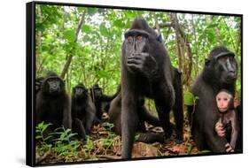 Sulawesi black macaque troop in forest, Indonesia-Nick Garbutt-Framed Stretched Canvas