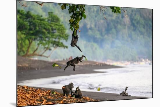 Sulawesi black macaques grooming and hanging from tree branch-Nick Garbutt-Mounted Photographic Print