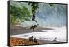 Sulawesi black macaques grooming and hanging from tree branch-Nick Garbutt-Framed Stretched Canvas