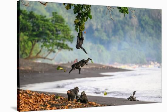 Sulawesi black macaques grooming and hanging from tree branch-Nick Garbutt-Stretched Canvas