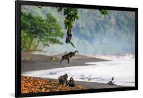 Sulawesi black macaques grooming and hanging from tree branch-Nick Garbutt-Framed Photographic Print