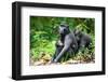 Sulawesi black macaques huddling together, Indonesia-Nick Garbutt-Framed Photographic Print