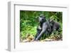 Sulawesi black macaques huddling together, Indonesia-Nick Garbutt-Framed Photographic Print