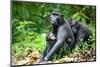 Sulawesi black macaques huddling together, Indonesia-Nick Garbutt-Mounted Photographic Print