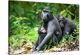 Sulawesi black macaques huddling together, Indonesia-Nick Garbutt-Stretched Canvas