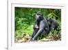 Sulawesi black macaques huddling together, Indonesia-Nick Garbutt-Framed Photographic Print