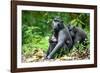 Sulawesi black macaques huddling together, Indonesia-Nick Garbutt-Framed Photographic Print