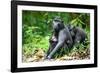 Sulawesi black macaques huddling together, Indonesia-Nick Garbutt-Framed Photographic Print