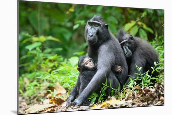 Sulawesi black macaques huddling together, Indonesia-Nick Garbutt-Mounted Photographic Print