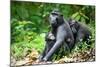 Sulawesi black macaques huddling together, Indonesia-Nick Garbutt-Mounted Photographic Print