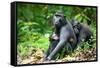 Sulawesi black macaques huddling together, Indonesia-Nick Garbutt-Framed Stretched Canvas