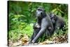 Sulawesi black macaques huddling together, Indonesia-Nick Garbutt-Stretched Canvas