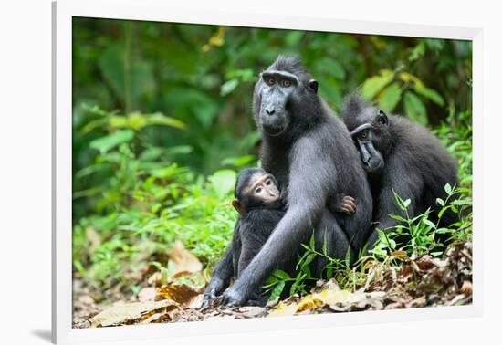 Sulawesi black macaques huddling together, Indonesia-Nick Garbutt-Framed Photographic Print