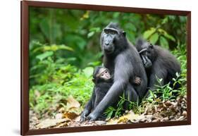 Sulawesi black macaques huddling together, Indonesia-Nick Garbutt-Framed Photographic Print
