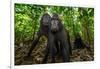 Sulawesi black macaques in woodland, Indonesia-Nick Garbutt-Framed Photographic Print