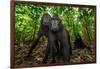 Sulawesi black macaques in woodland, Indonesia-Nick Garbutt-Framed Photographic Print