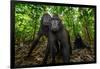 Sulawesi black macaques in woodland, Indonesia-Nick Garbutt-Framed Photographic Print