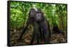 Sulawesi black macaques in woodland, Indonesia-Nick Garbutt-Framed Stretched Canvas