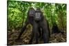 Sulawesi black macaques in woodland, Indonesia-Nick Garbutt-Stretched Canvas