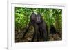 Sulawesi black macaques in woodland, Indonesia-Nick Garbutt-Framed Photographic Print