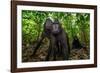 Sulawesi black macaques in woodland, Indonesia-Nick Garbutt-Framed Photographic Print